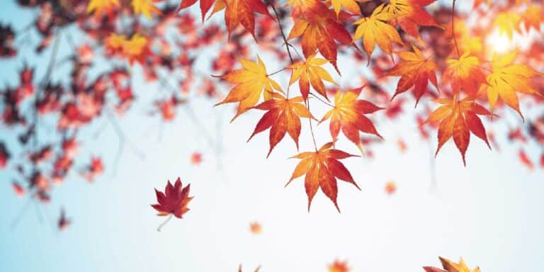fall-leaves