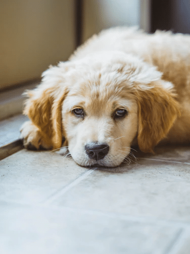 HVAC Care for Pet Owners