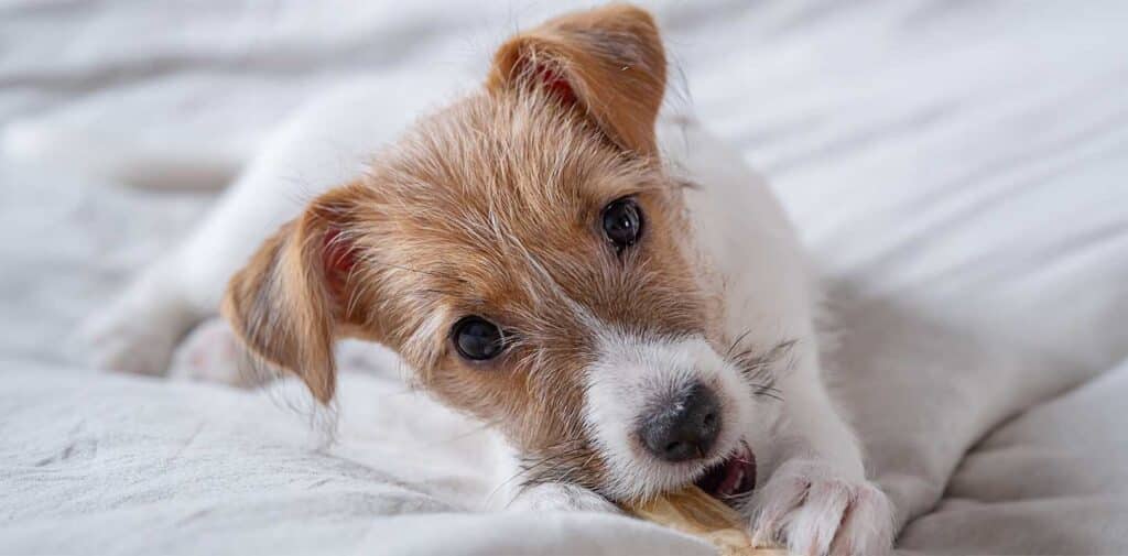 Pet Hair and AC filters